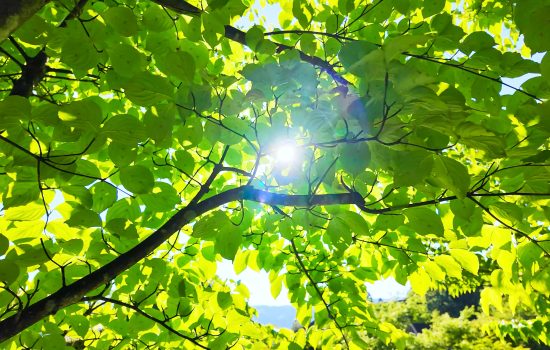 Standards move means simplified greenhouse gas accounting